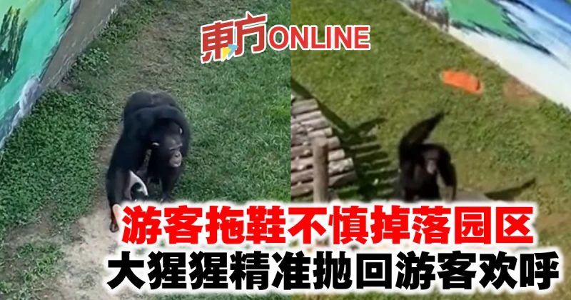遊客拖鞋不慎掉落園區　大猩猩精準拋回遊客歡呼