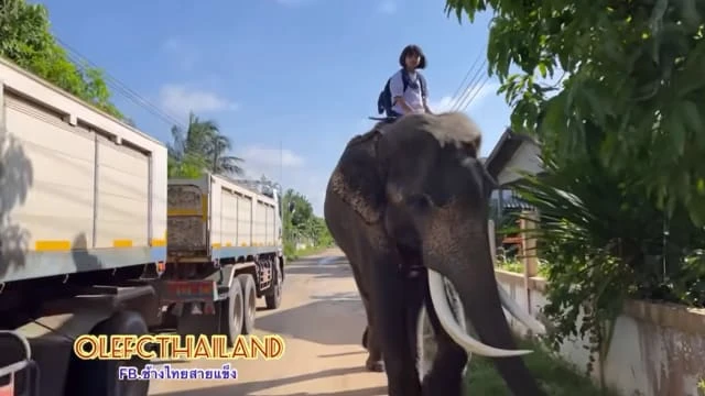 節省上下學交通費 泰國女童騎大象上學爆紅