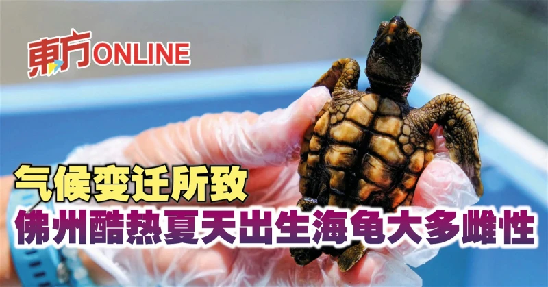 氣候變遷所致　佛州酷熱夏天出生海龜大多雌性