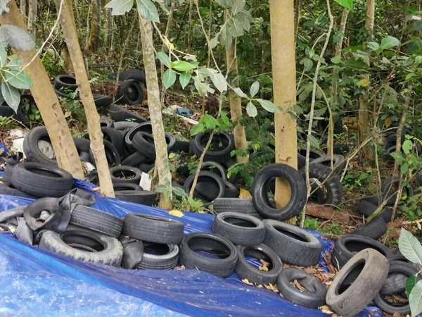 數百條廢棄輪胎丟深淵 保護林恐淪為垃圾堆