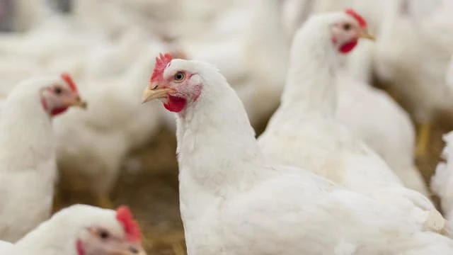 允活雞恢復出口？ 馬國農部急澄清：未有具體決定