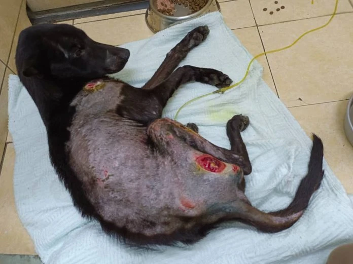 5流浪狗醫療絕育費需5000 劉志強冀熱心人慷慨解囊