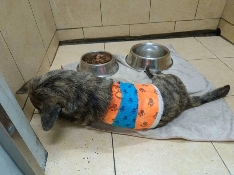 5流浪狗醫療絕育費需5000 劉志強冀熱心人慷慨解囊