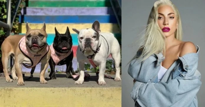 女神卡卡愛犬失竊　劫匪遭判刑4年