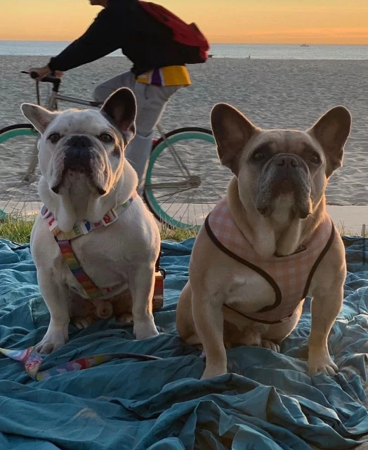 女神卡卡愛犬失竊　劫匪遭判刑4年