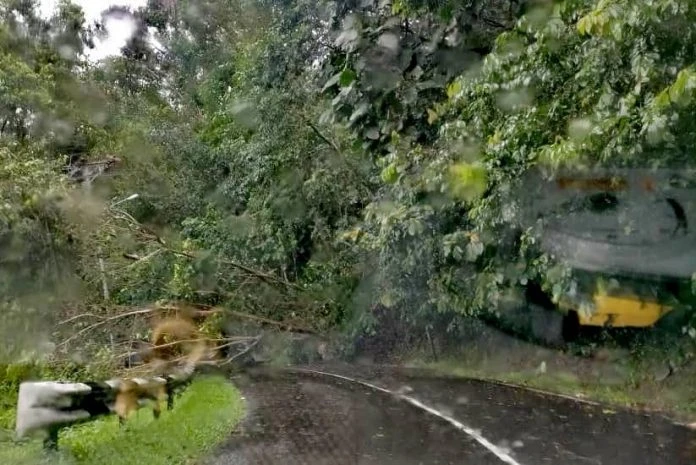 路陽風雨亭路發生泥土鬆懈    一顆大樹倒伏路面
