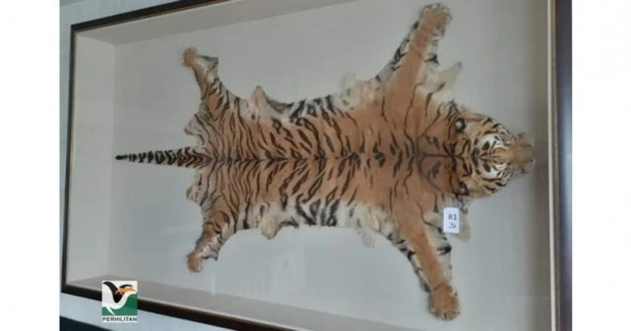 無准證家中展示價值逾10萬令吉虎皮　男子遭警方上門檢舉逮捕