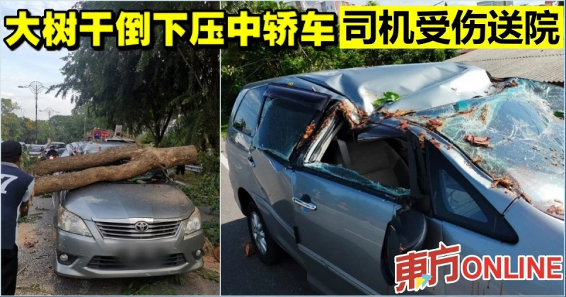 大樹幹倒下壓中轎車　司機受傷送院