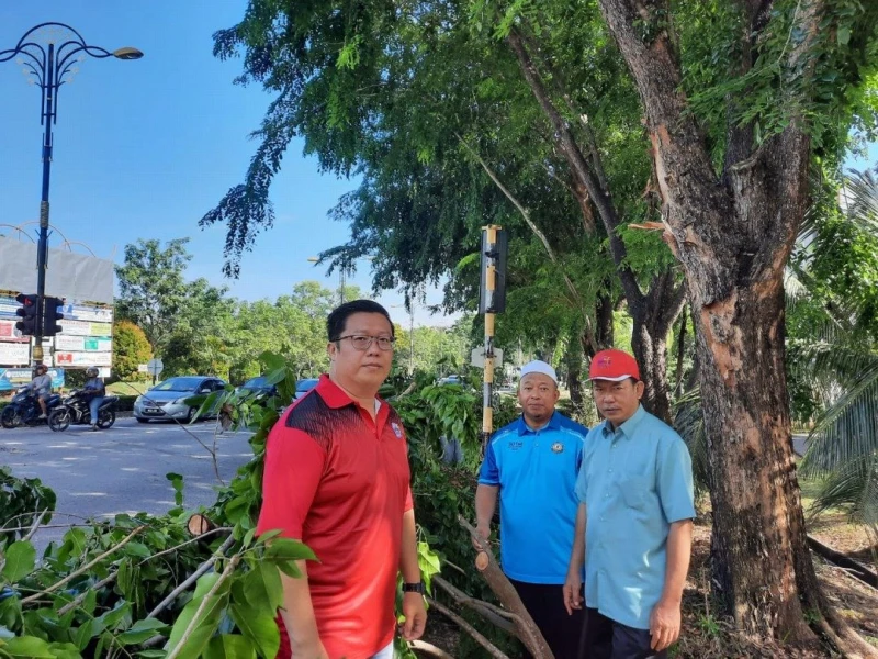 大樹幹倒下壓中轎車　司機受傷送院