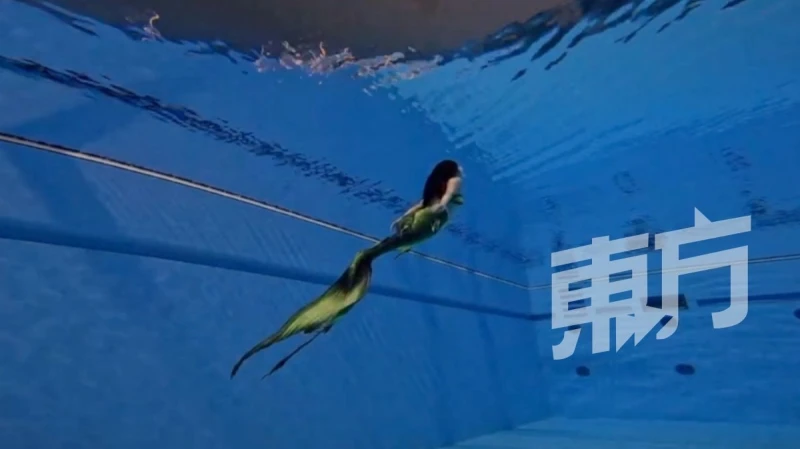 成為童話中的美人魚　不再是夢！