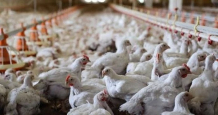 MFLOUR聯營公司　遭控合謀制定家禽飼料價格