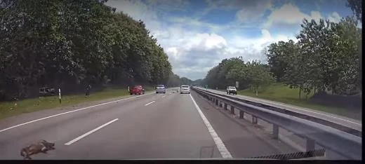 山豬突衝出馬路　轎車閃不及撞路旁司機身亡