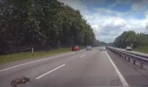 柔佛南北大道山豬突闖馬路 司機閃不及撞路旁身亡