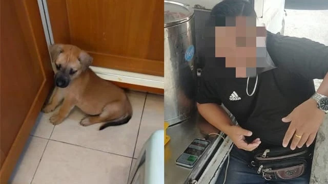 「小狗被吃了」只是氣話 馬國男：狗狗還好好的