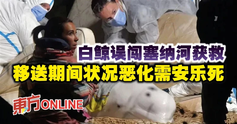白鯨誤闖塞納河獲救　移送期間狀況惡化需安樂死