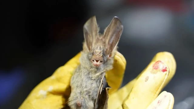 研究：東南亞每年約6萬6000人感染同SARS相關冠病