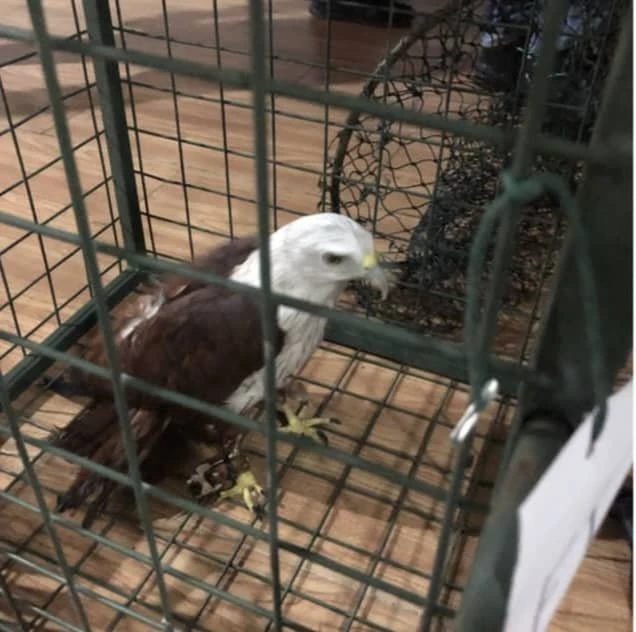 森貿消局聯手警方打擊私囤柴油　起1.7萬柴油2隻紅鷹