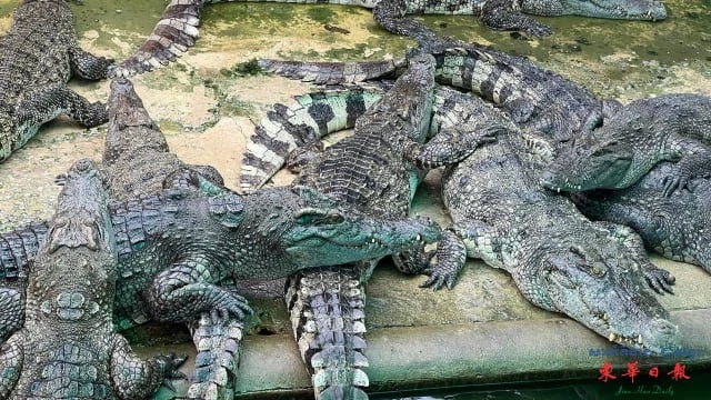 柬埔寨鱷魚市場大蕭條 千元鱷魚幾十元賤價賣