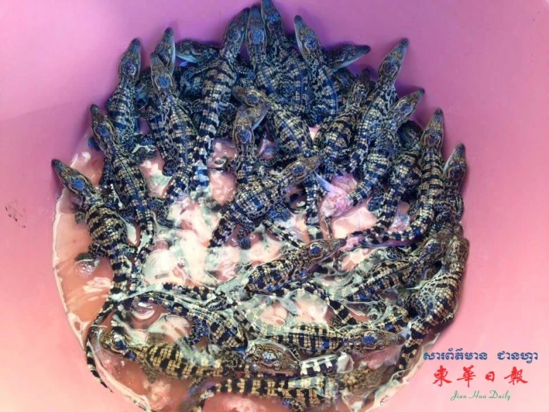 柬埔寨鱷魚市場大蕭條 千元鱷魚幾十元賤價賣