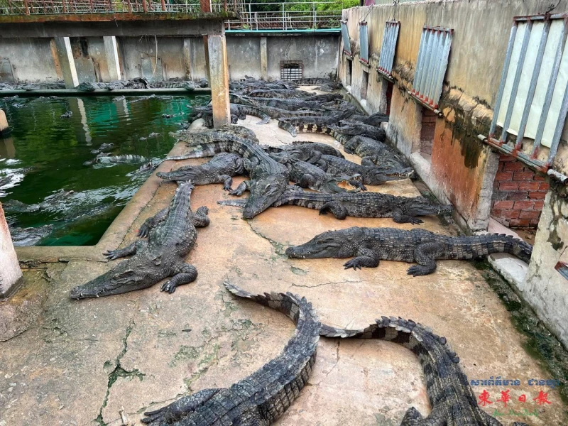 柬埔寨鱷魚市場大蕭條 千元鱷魚幾十元賤價賣