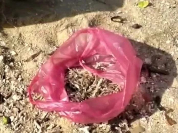 大馬出現奇景    數以萬計江魚仔離奇擱淺