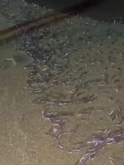 大馬出現奇景    數以萬計江魚仔離奇擱淺