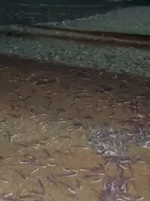 大馬出現奇景    數以萬計江魚仔離奇擱淺