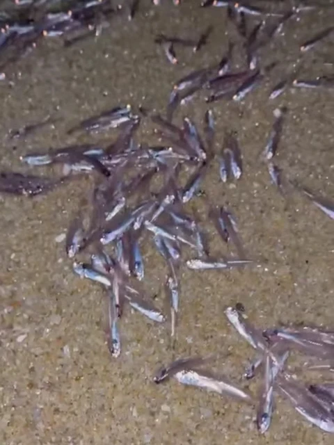 大馬出現奇景    數以萬計江魚仔離奇擱淺