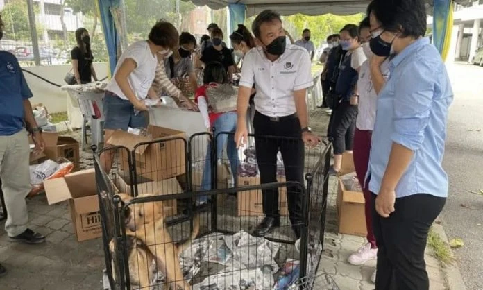 檳島仍有1萬隻流浪狗　檳島市長促飼主為狗申請狗牌