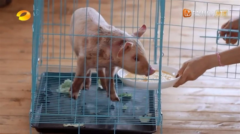 吃豬糧惹爭議　容祖兒：要自己試過好吃才投喂