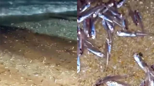 數十萬隻江魚仔擱淺 馬國邦咯島現異像