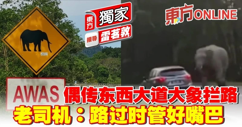 偶傳東西大道大象攔路　老司機：路過時管好嘴巴