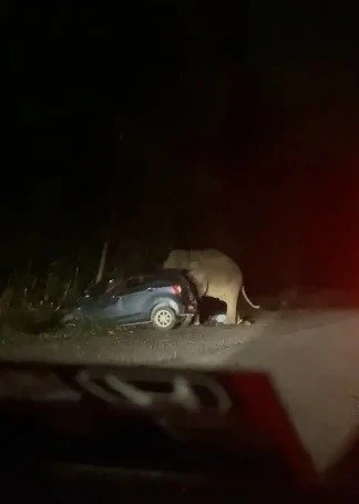 偶傳東西大道大象攔路　老司機：路過時管好嘴巴