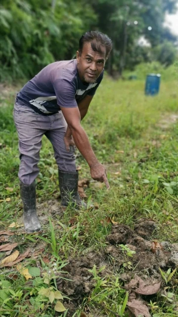 偶傳東西大道大象攔路　老司機：路過時管好嘴巴