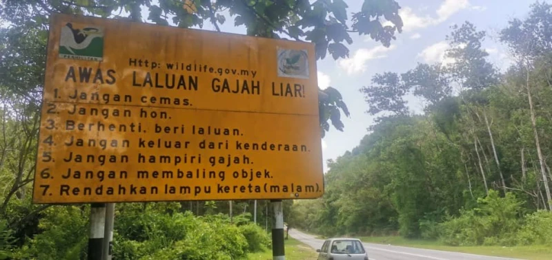 偶傳東西大道大象攔路　老司機：路過時管好嘴巴