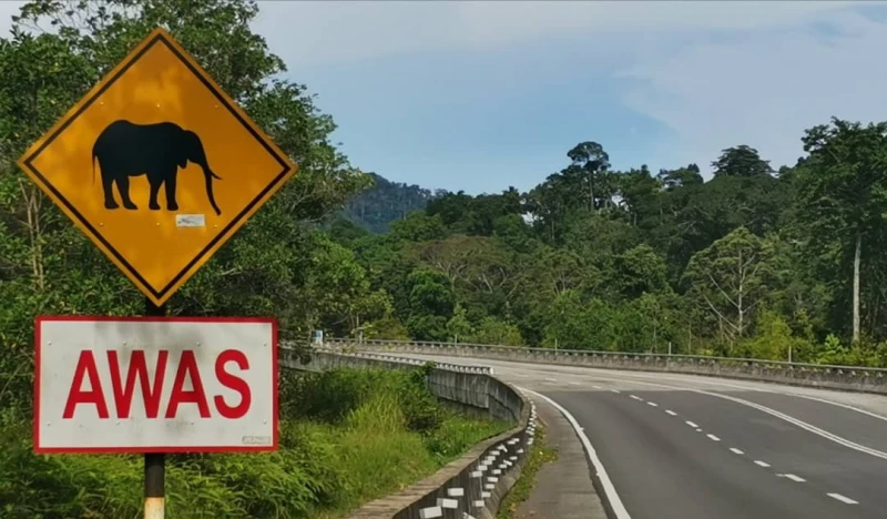 偶傳東西大道大象攔路　老司機：路過時管好嘴巴
