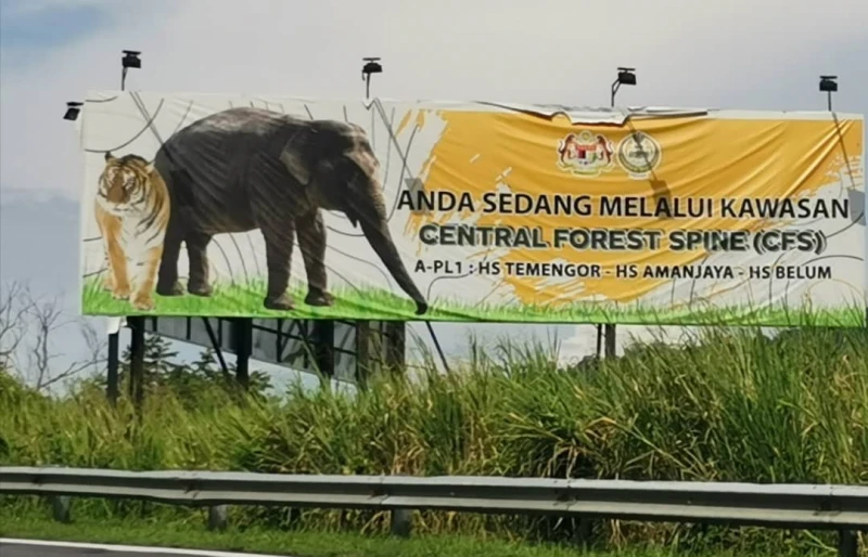 偶傳東西大道大象攔路　老司機：路過時管好嘴巴