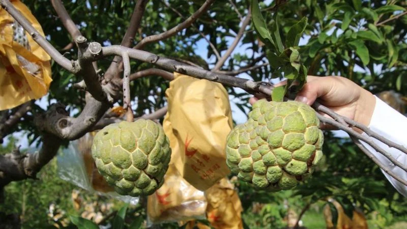 中國大陸禁台灣農產品入口　饕客的嘴巴也跟著「被制裁」