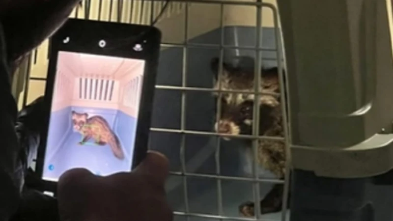 天花板頻發怪聲　「真兇」竟是果子狸