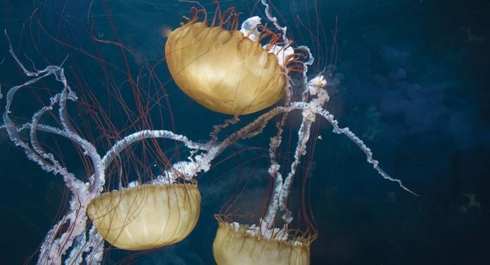 海邊嬉水突慘叫　5歲男童被水母螫傷不治