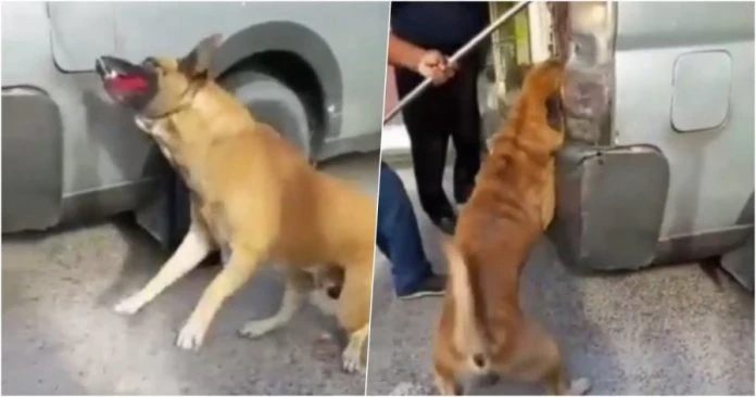 執法人員粗暴對待流浪狗　流浪動物協會斥違反SOP