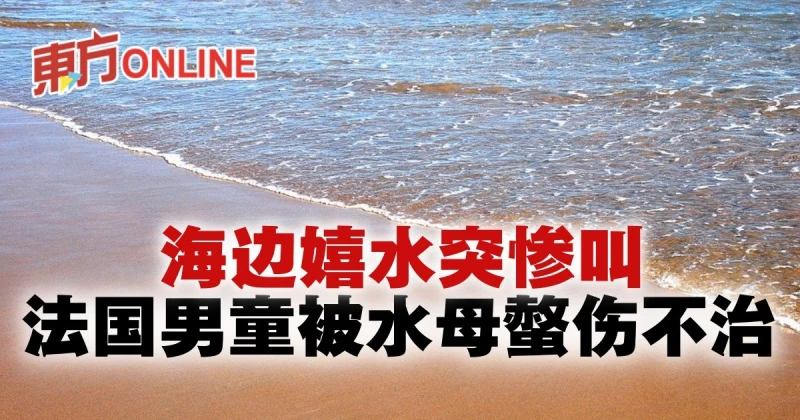 海邊嬉水突慘叫　5歲法國男童被水母螫傷不治