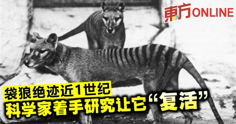 袋狼絕跡近1世紀　科學家著手研究讓它「復活」