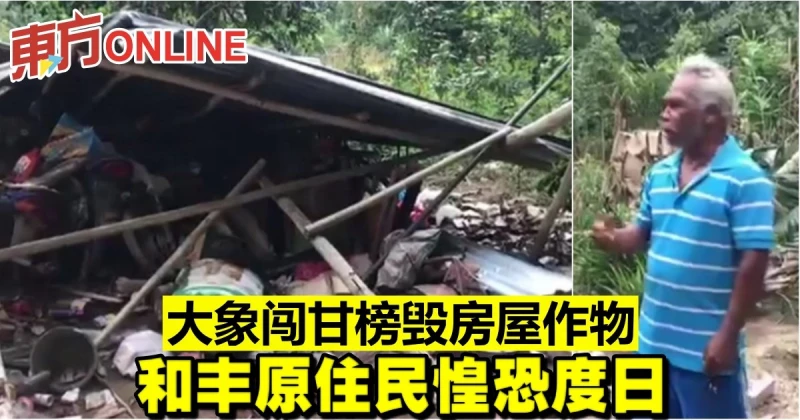 大象闖甘榜毀房屋作物　和豐原住民惶恐度日