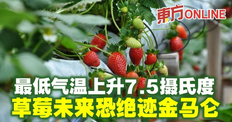 最低氣溫上升7.5攝氏度　草莓未來恐絕跡金馬侖