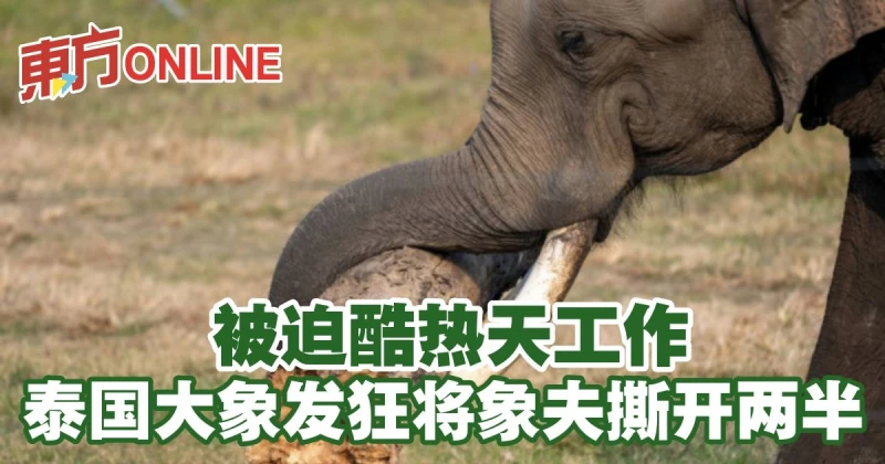 被迫酷熱天工作　泰國大象發狂將象夫撕開兩半