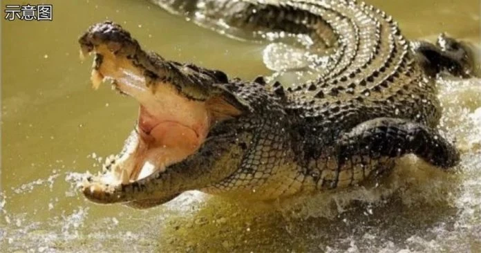 仙本那青年與友垂釣  不幸被巨鱷拖走