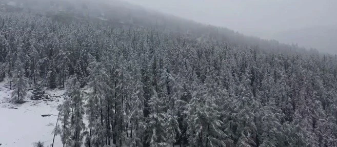 入秋首場降雪來得太早　「新疆阿勒泰下雪」登熱搜