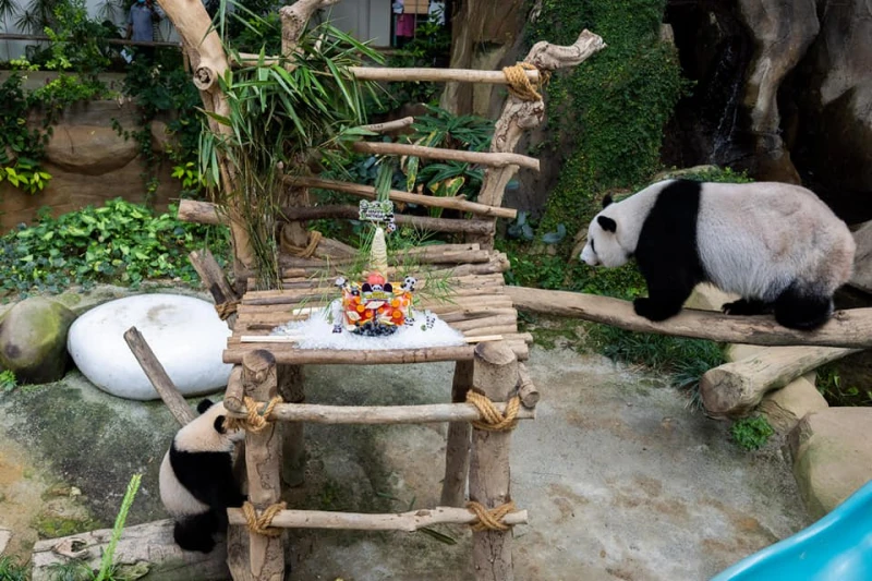 國家動物園備水果大餐　為興興靚靚慶祝16歲生日