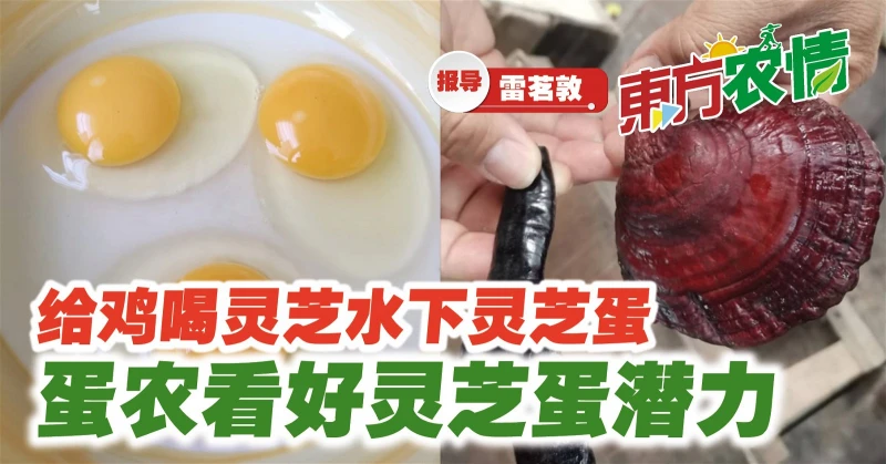 給雞喝靈芝水下靈芝蛋　蛋農看好靈芝蛋潛力